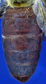   Apis laboriosa  female abdomen, photo: A.H. Smith-Pardo 
